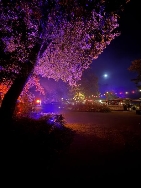 The photo captures a magical night scene at Haarweg, Vuren, illuminated by vibrant purple and red lights on trees and bushes